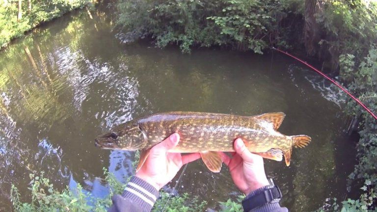 peche brochet eau douce
