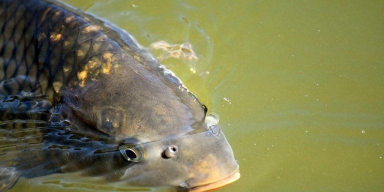 Pêche de carpes en rivière sans amorçage : est-ce possible ?