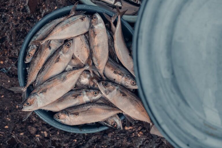 Commencer la pêche à la mouche : ce qu&rsquo;il faut retenir
