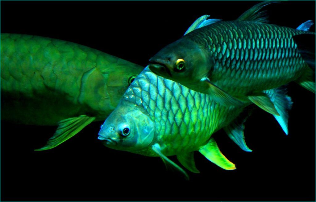Pêche nocturne: appâts, techniques et astuces