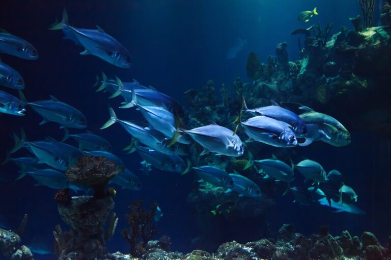 Aquariophilie : les types de nourriture pour poissons d&rsquo;aquarium