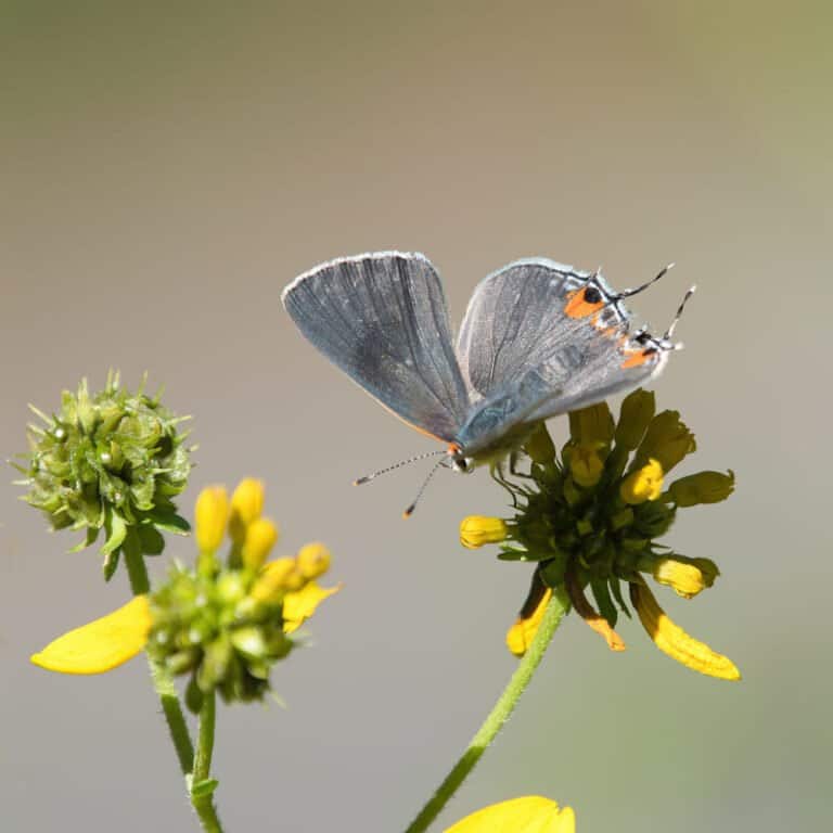 Le Papillon et la Pêche : Quand la Nature Inspire le Pêcheur